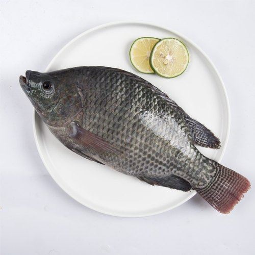 tilapia-jpg-500x500