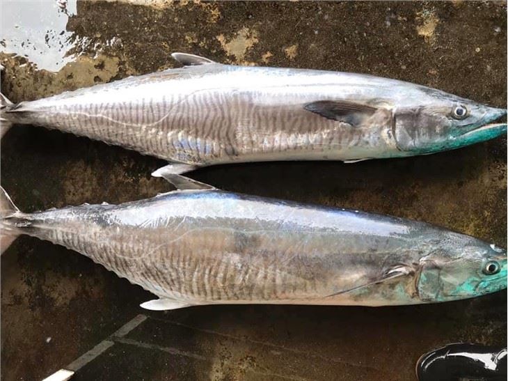 Spanish Mackerel Fillet