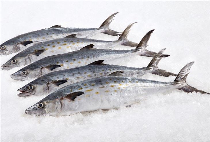 Spanish Mackerel Fillet