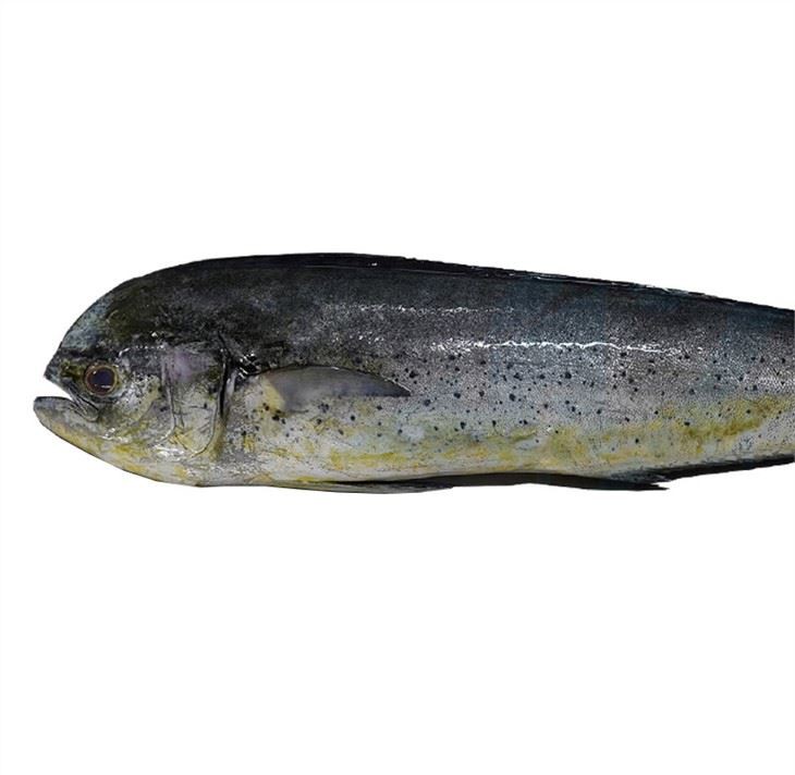 Jūras sasaldēts Mahi Mahi