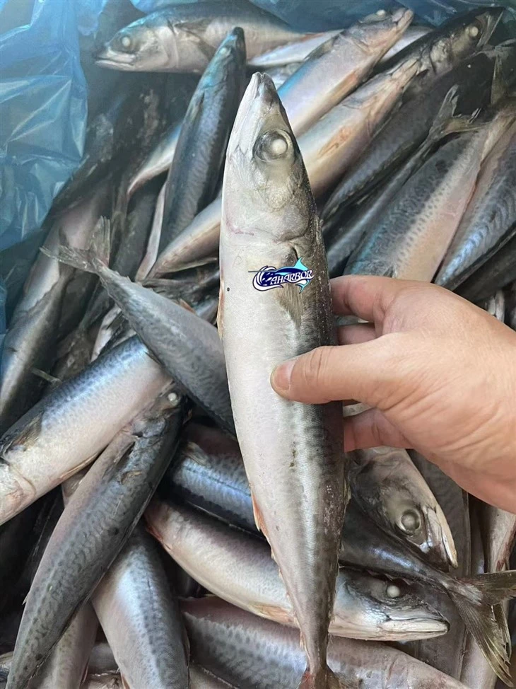 Frozen Chub Mackerel Fish suppliers