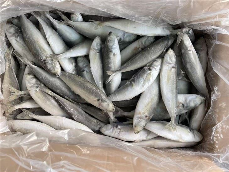 Frozen Galunggong Fish