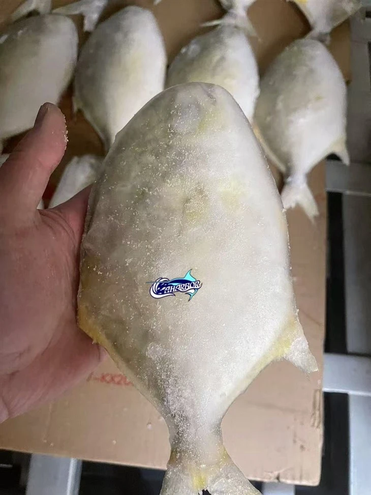Frozen Ikan Bawal Emas factory