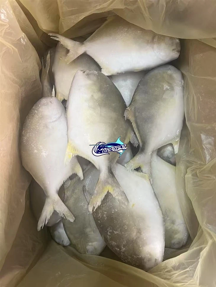 Frozen Ikan Bawal Emas suppliers