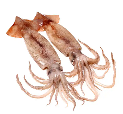 Kā izvēlēties kalmārus? Pirms pirkšanas paturiet prātā šos pirkšanas punktus!