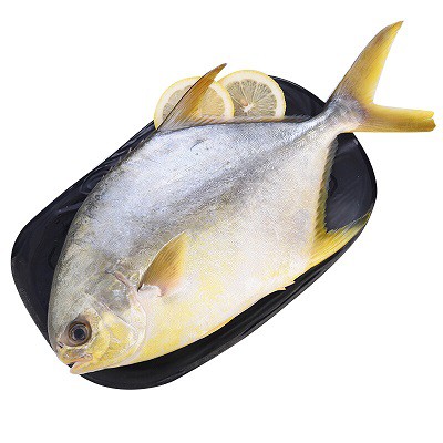 Zelta pomfret ir maigs un pārplīst ar sulu, kas ir tā garšīguma noslēpums