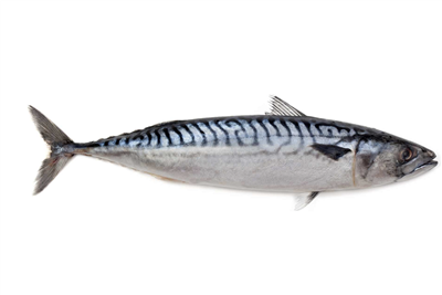 South Korea's Frozen Mackerel Imports Increased in Volume And Value in January