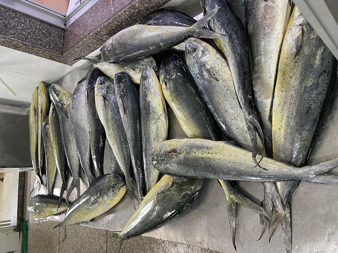 3161575961386068689764147250179573646958434n 3161575961386068689764147250179573646958434n